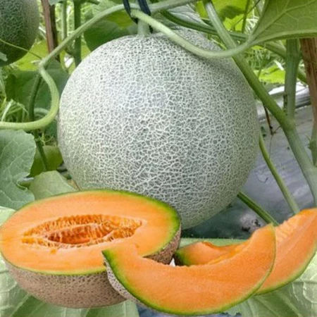 Benih Melon Madu Manis